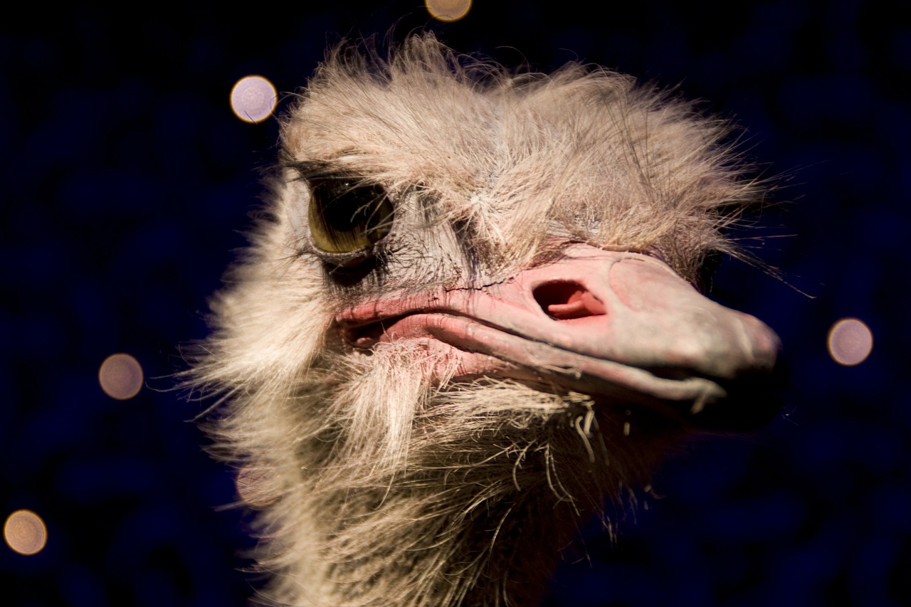 ostrich head bill free photo