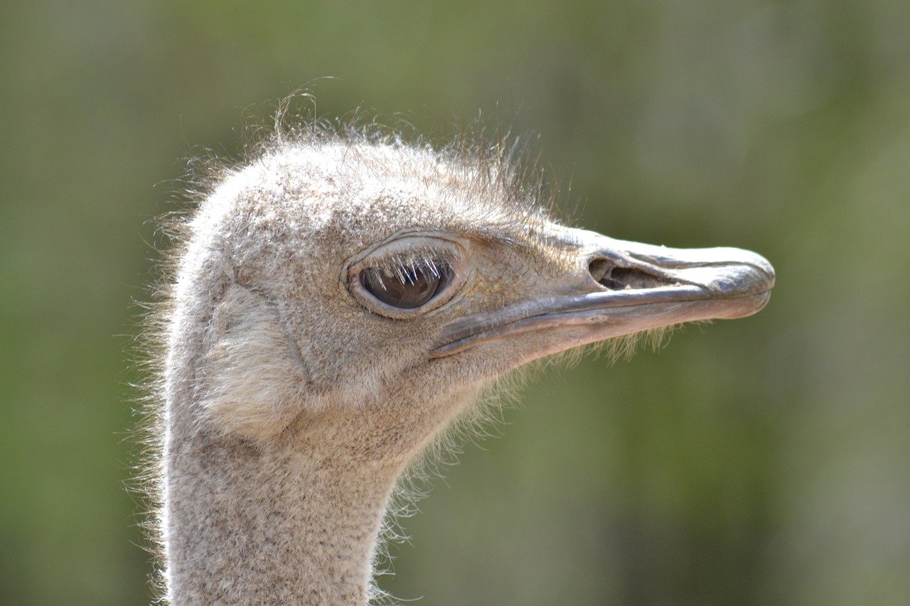 ostrich bird zoo free photo