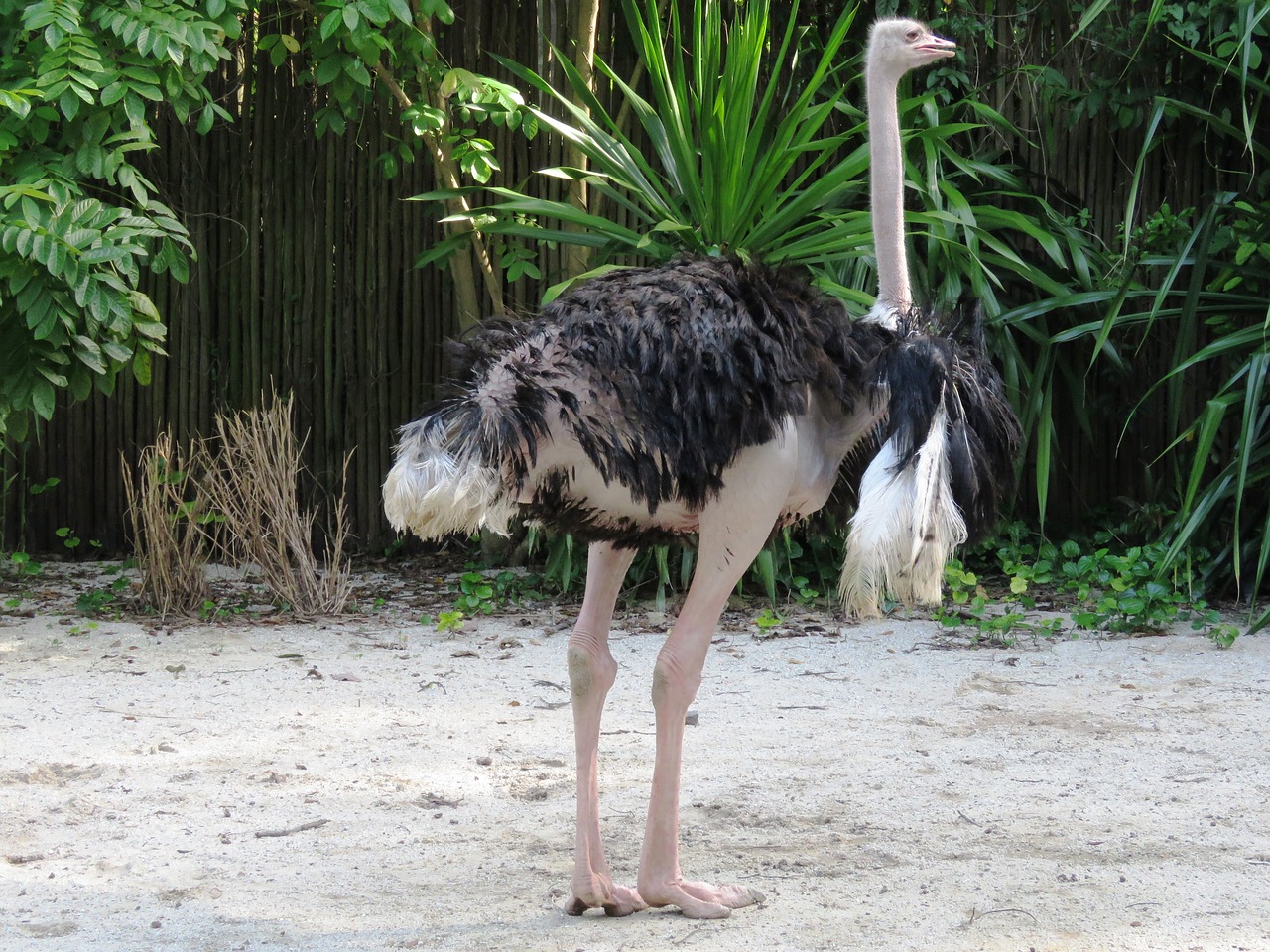 ostrich big bird long leg free photo