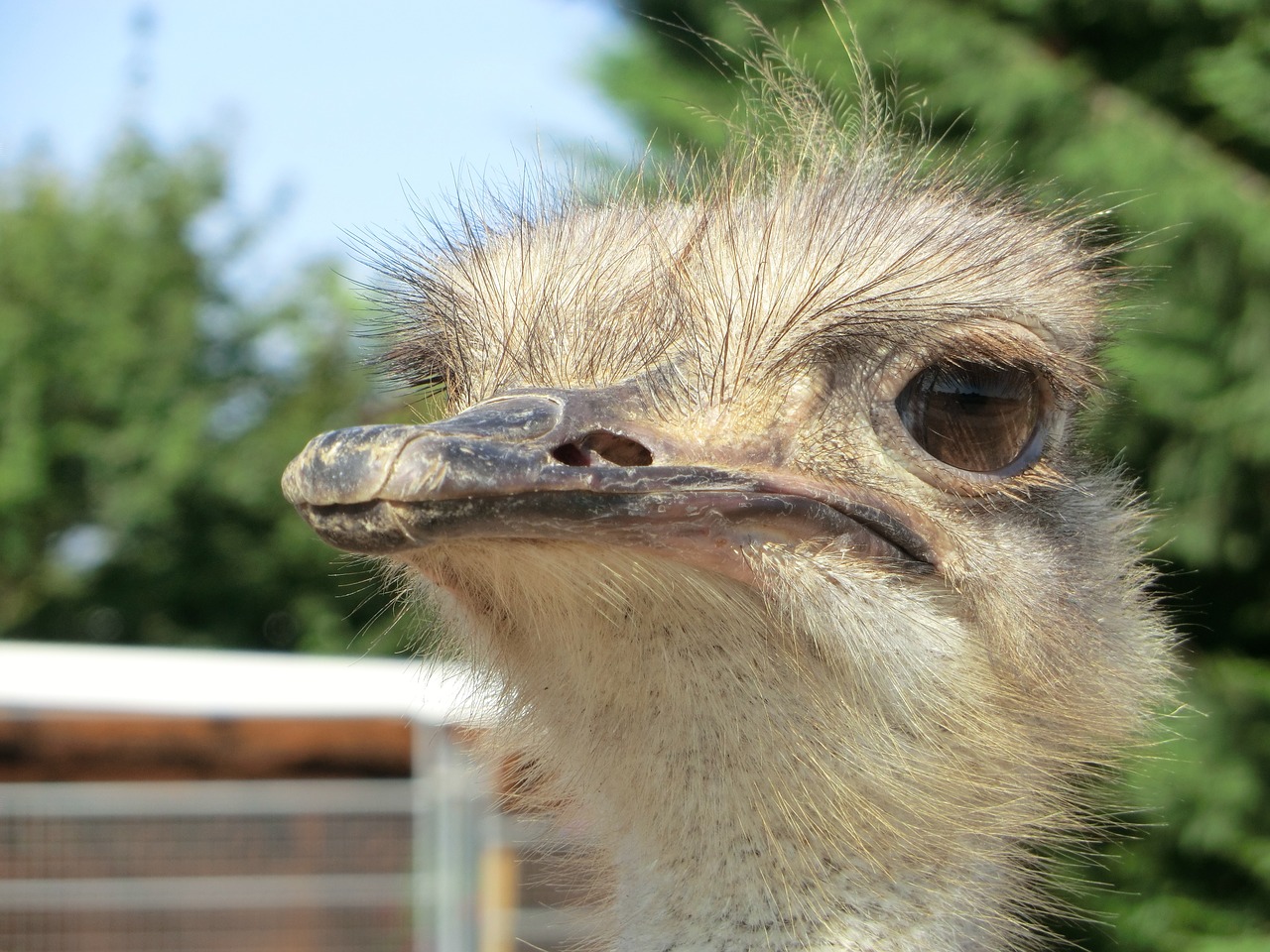 ostrich ostrich farm bird free photo