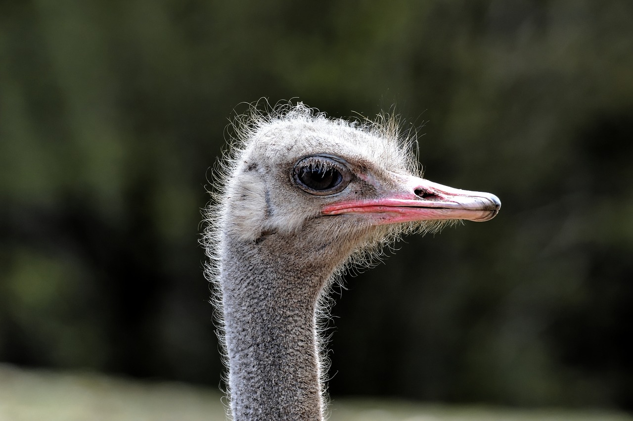 ostrich bird runner free photo