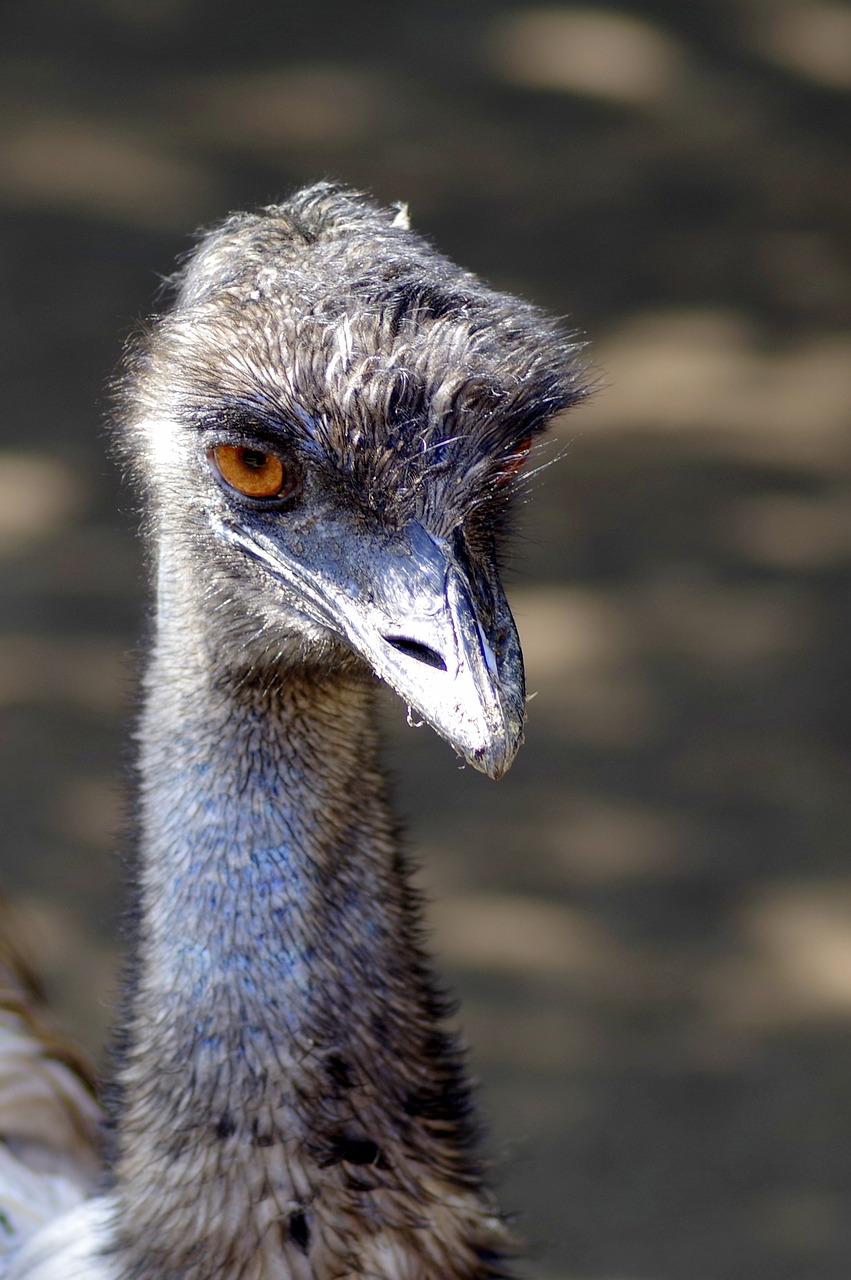 ostrich emu bird free photo