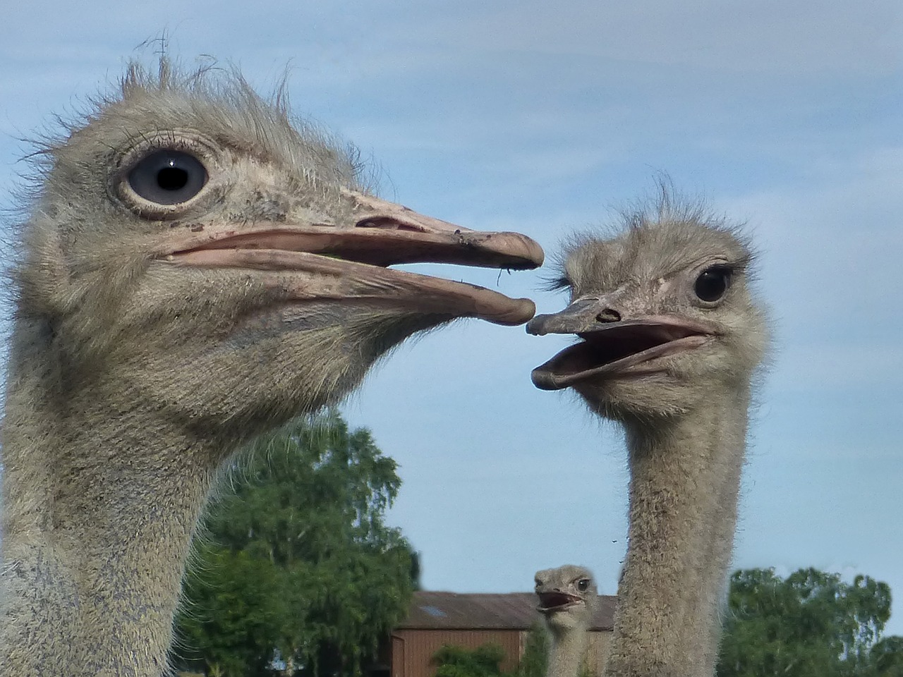 ostrich head flightless bird free photo