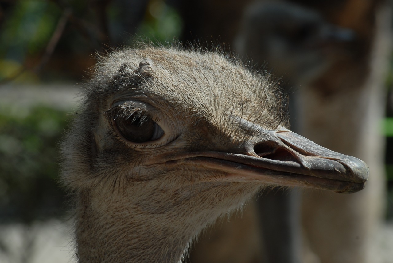 ostrich ave eye free photo