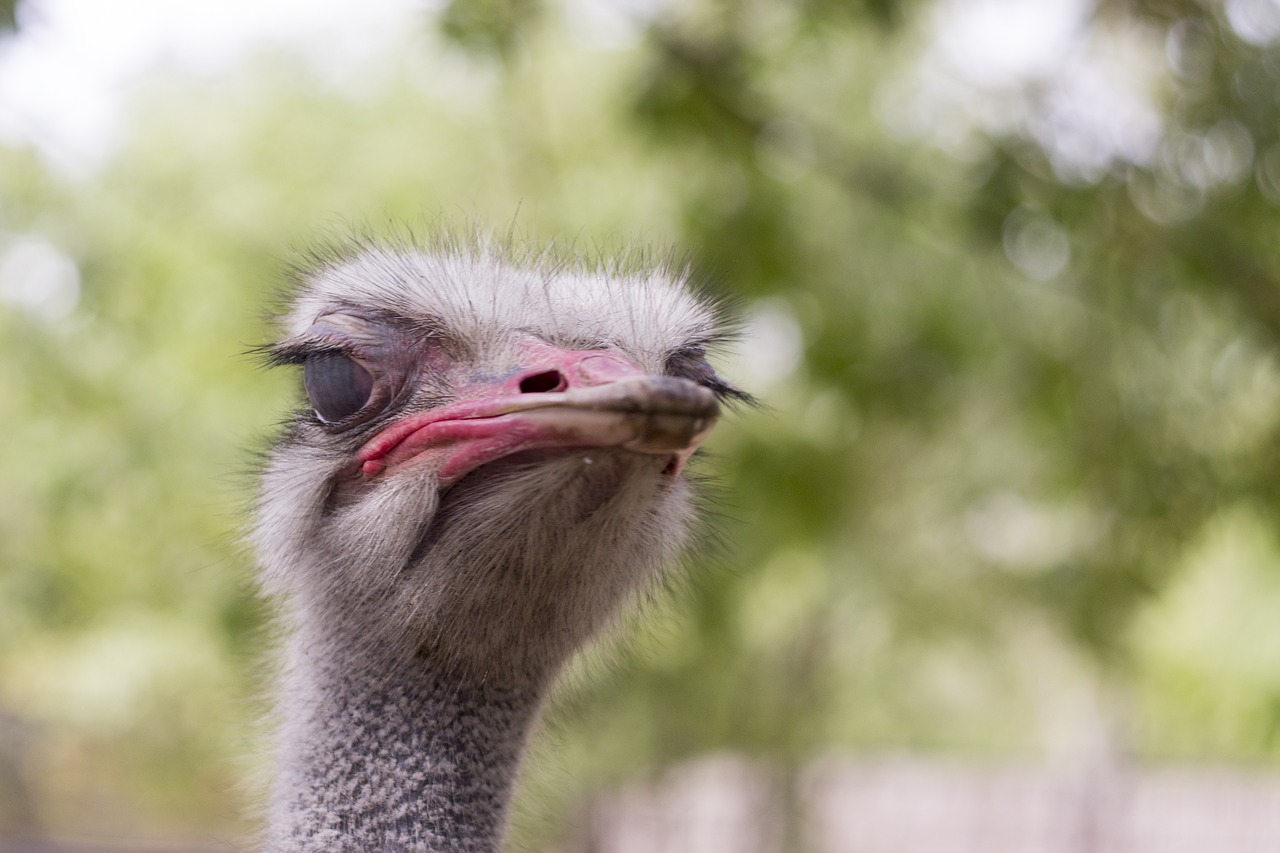 ostrich head animals free photo