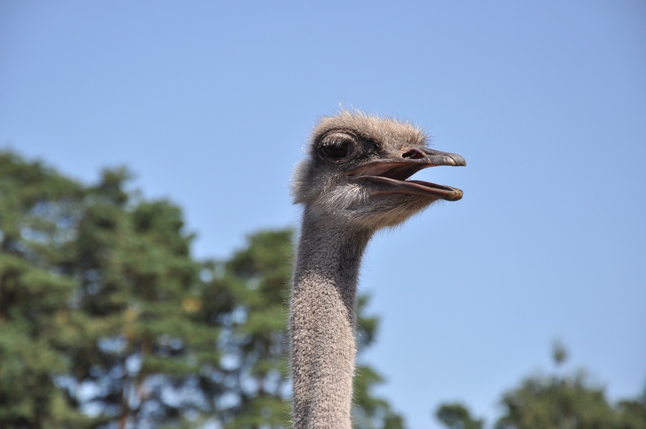 ostrich emu zoo free photo