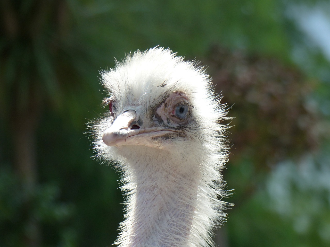 ostrich animal bird free photo