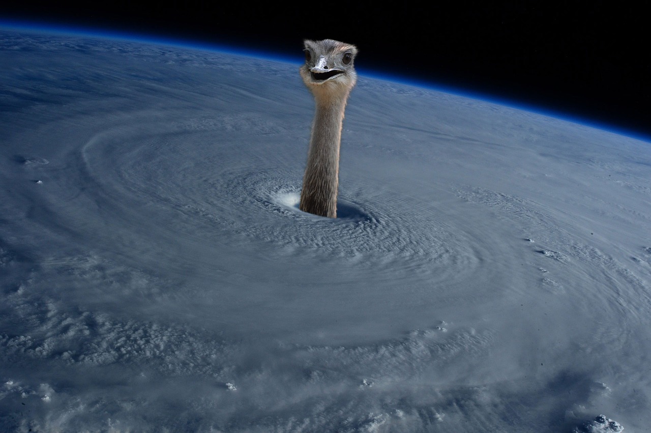 ostrich earth hurricane free photo