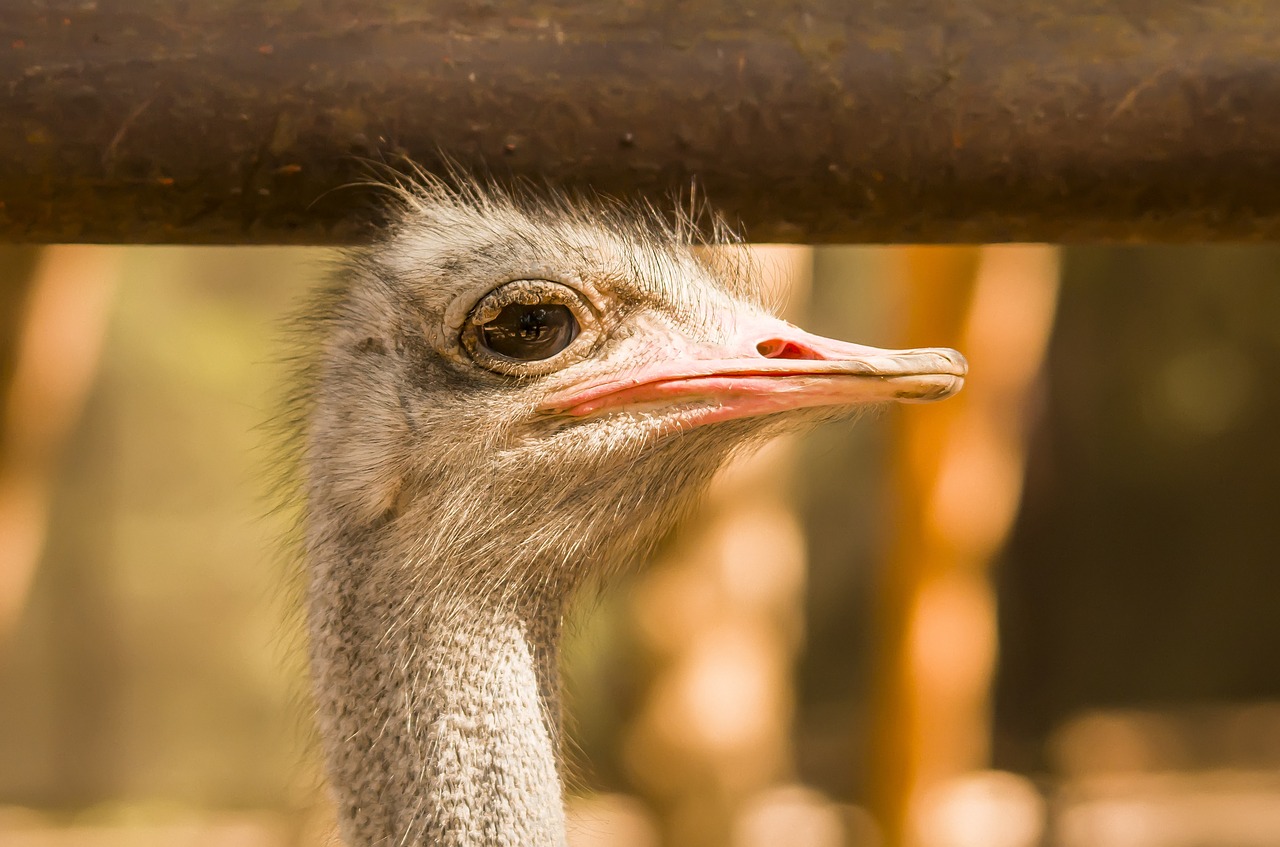 ostrich bird head free pictures free photo