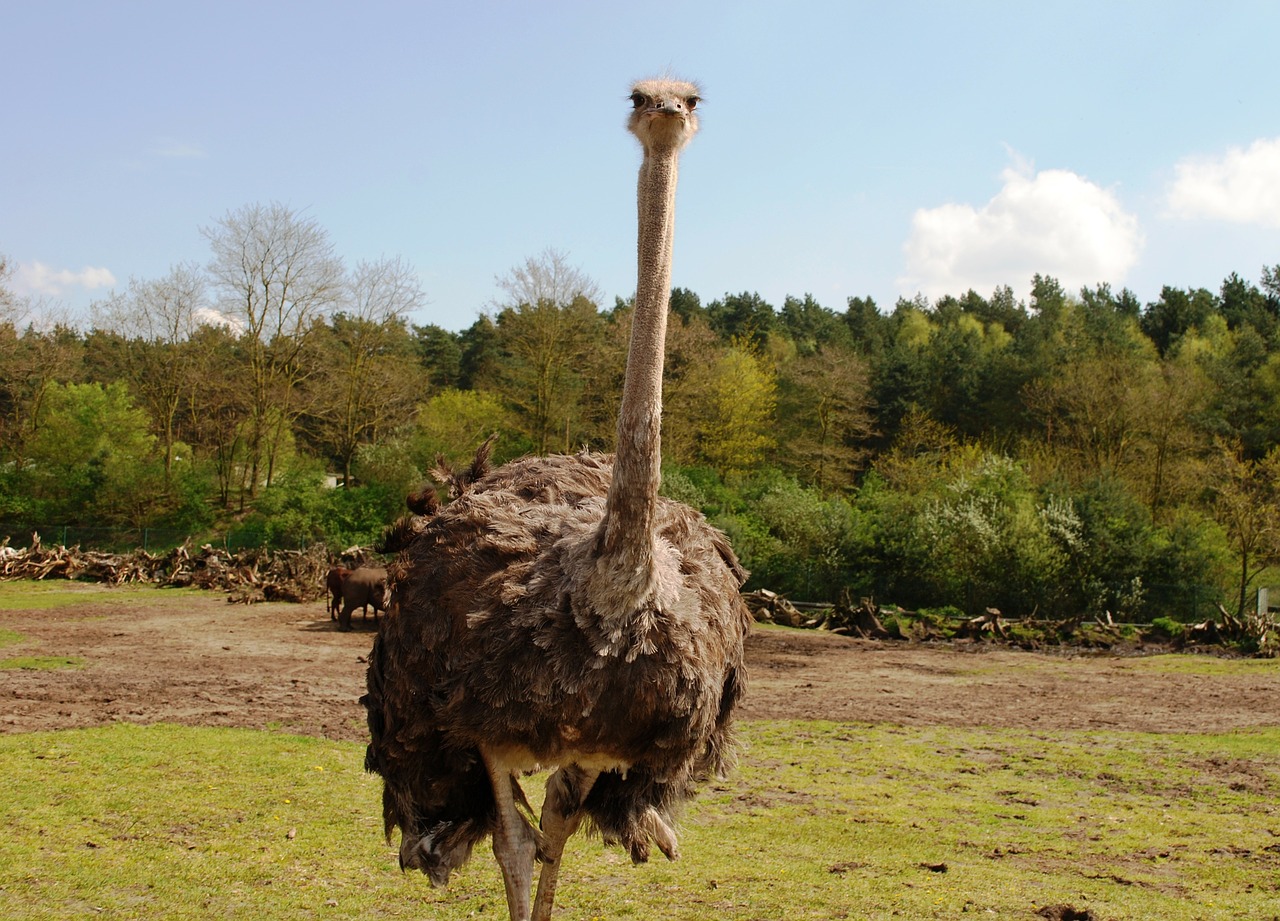 ostrich zoo bird free photo