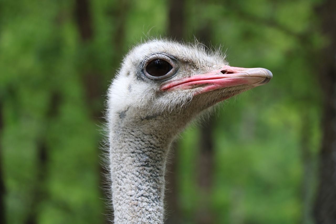 ostrich  birds  wildlife free photo
