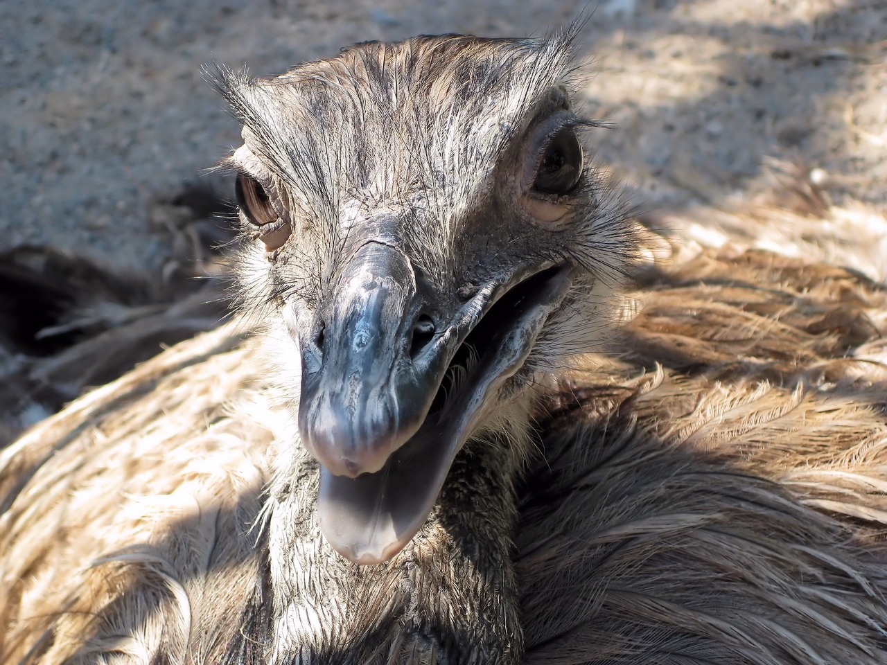 ostrich  bird  flightless free photo