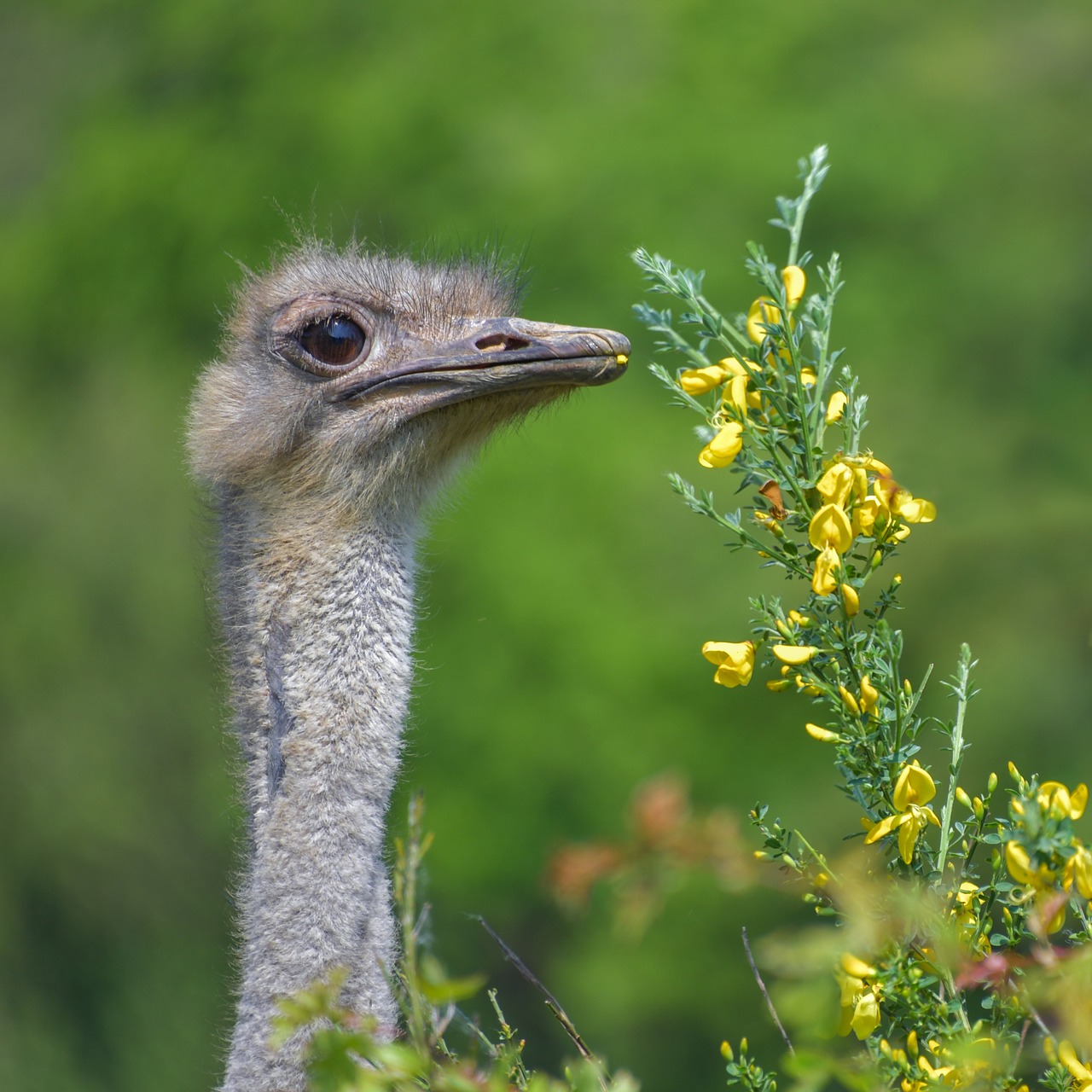 ostrich  bird  neck free photo