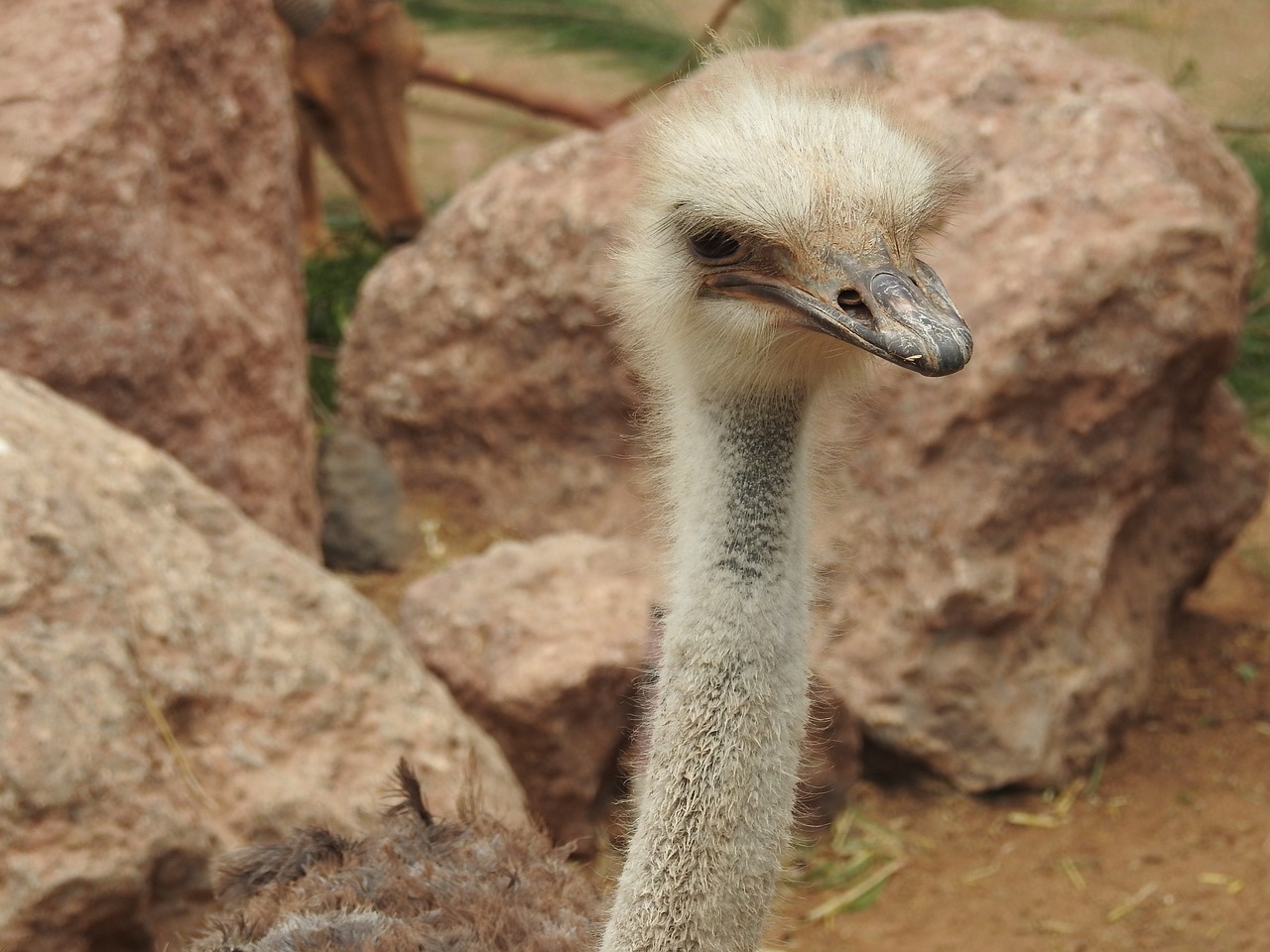 ostrich  zoo  stone free photo