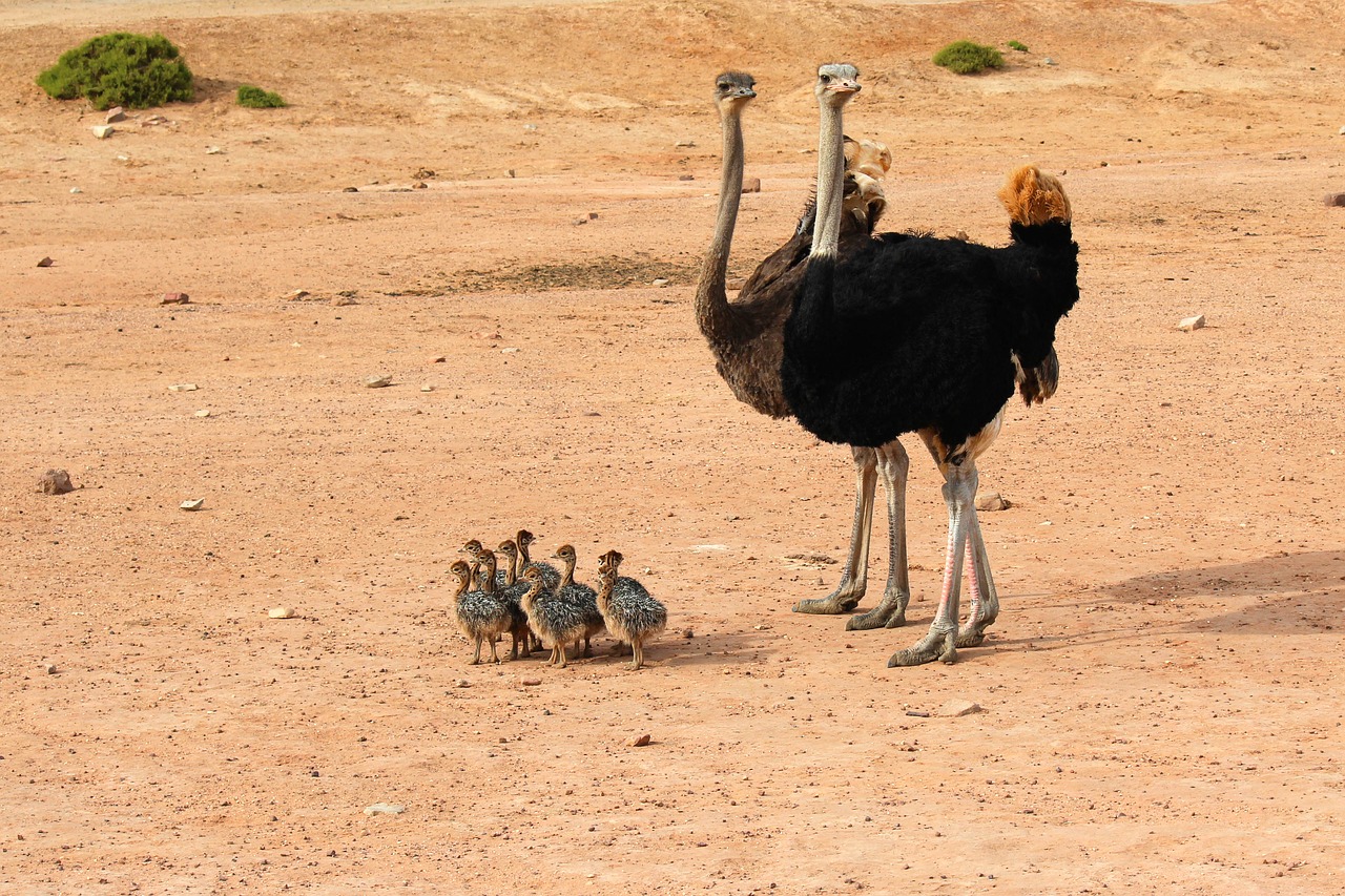 ostrich  ostriches  exotic animals free photo