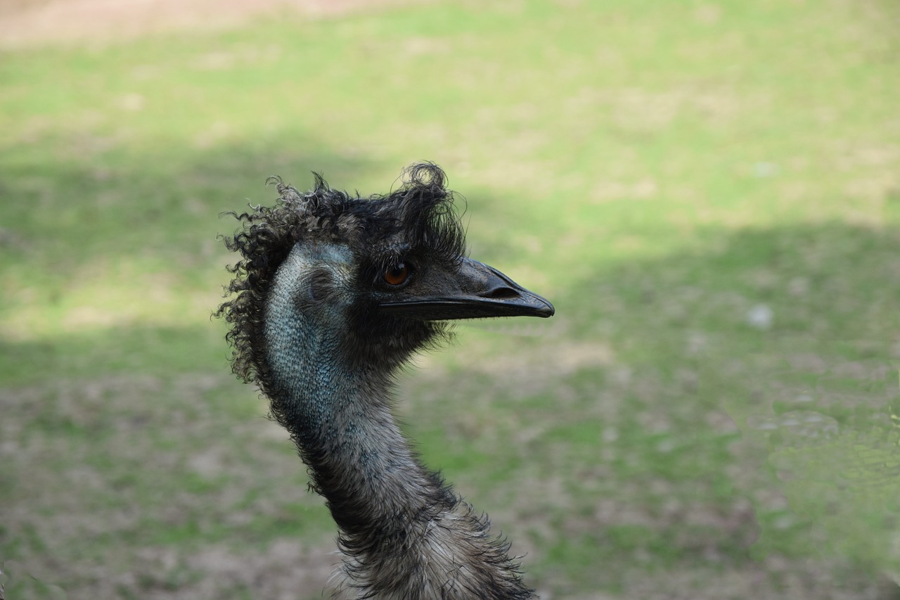 ostrich  zoo  bird free photo