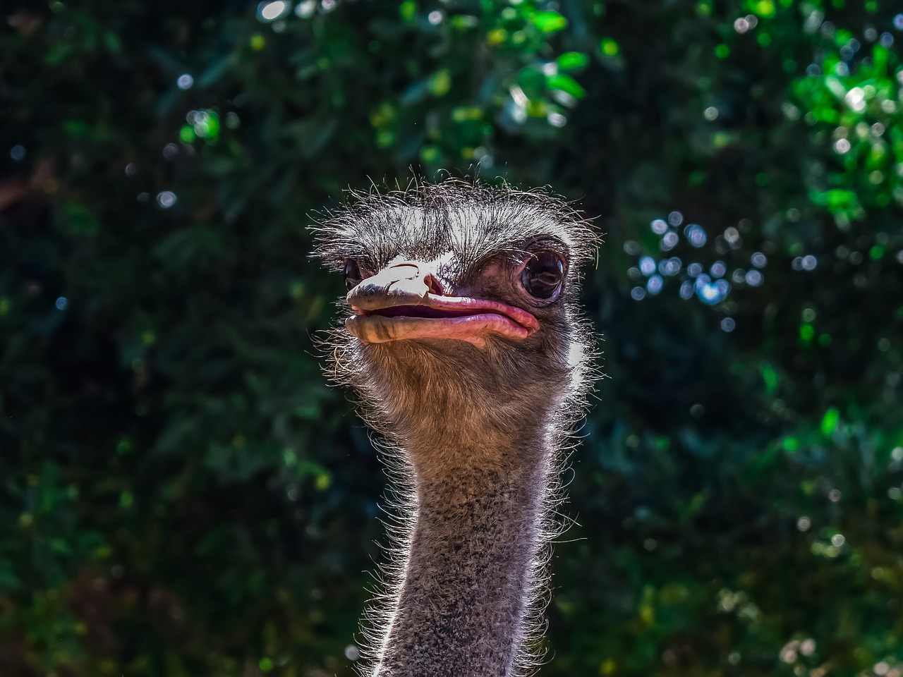 ostrich  animal  bird free photo