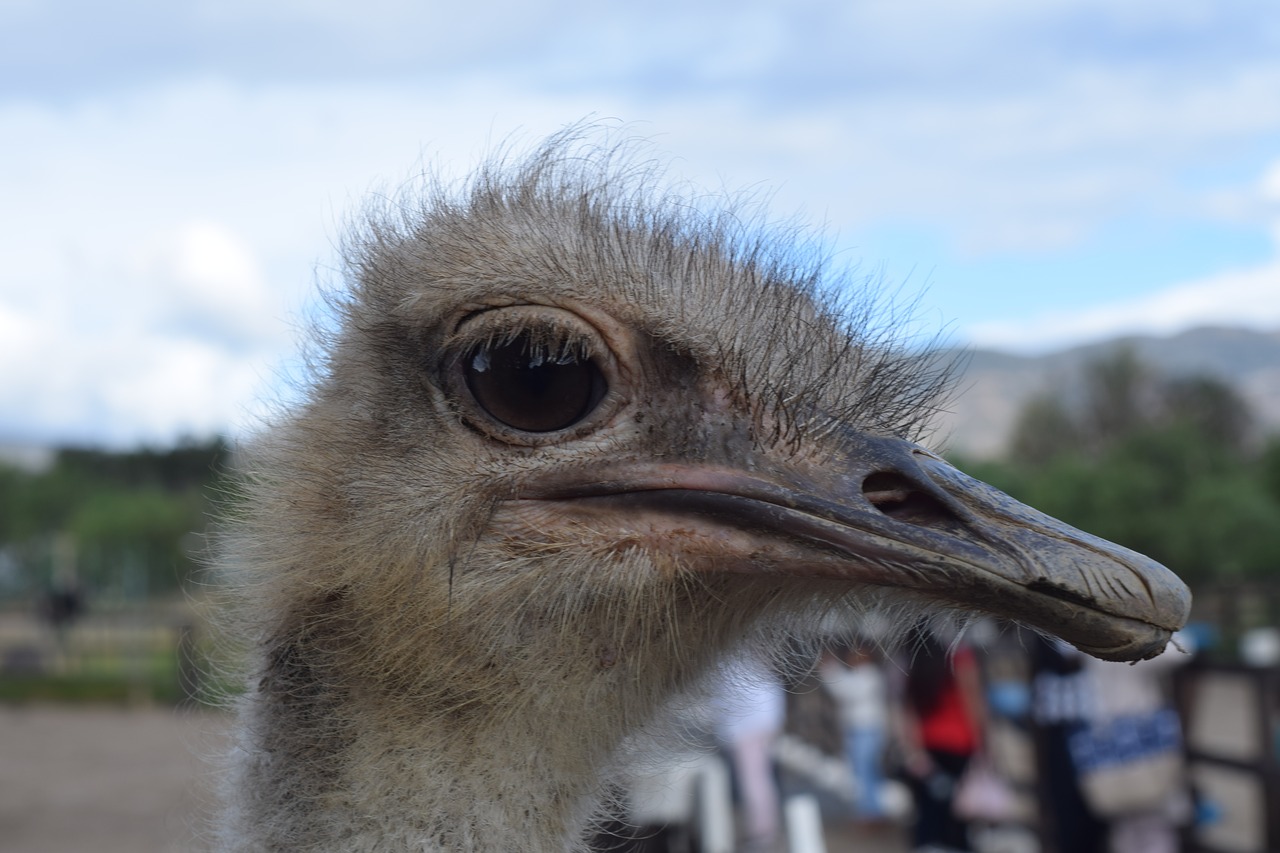 ostrich  animal  nature free photo