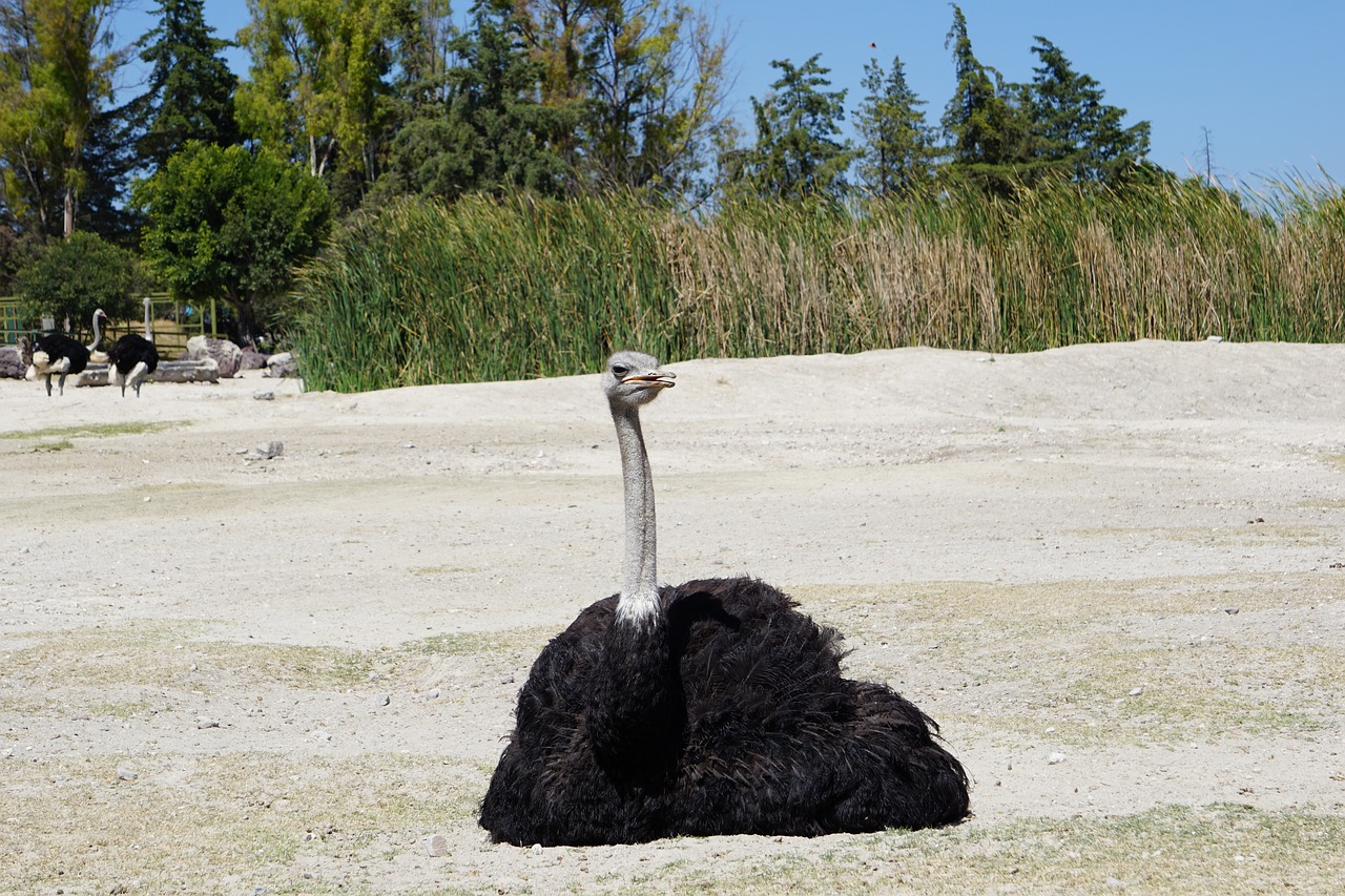 ostrich  ave estrutioniforme  animals free photo