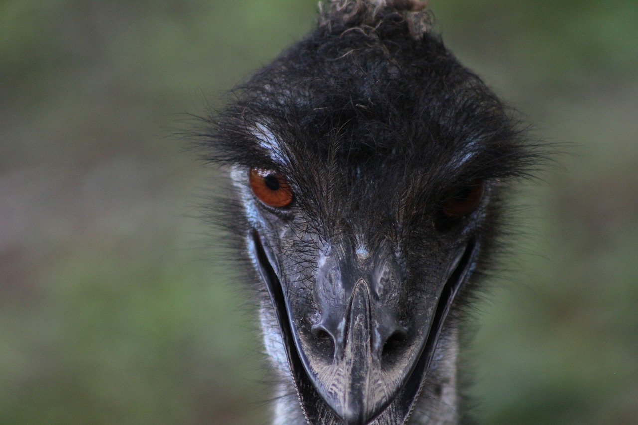 ostrich  bird  eyes free photo