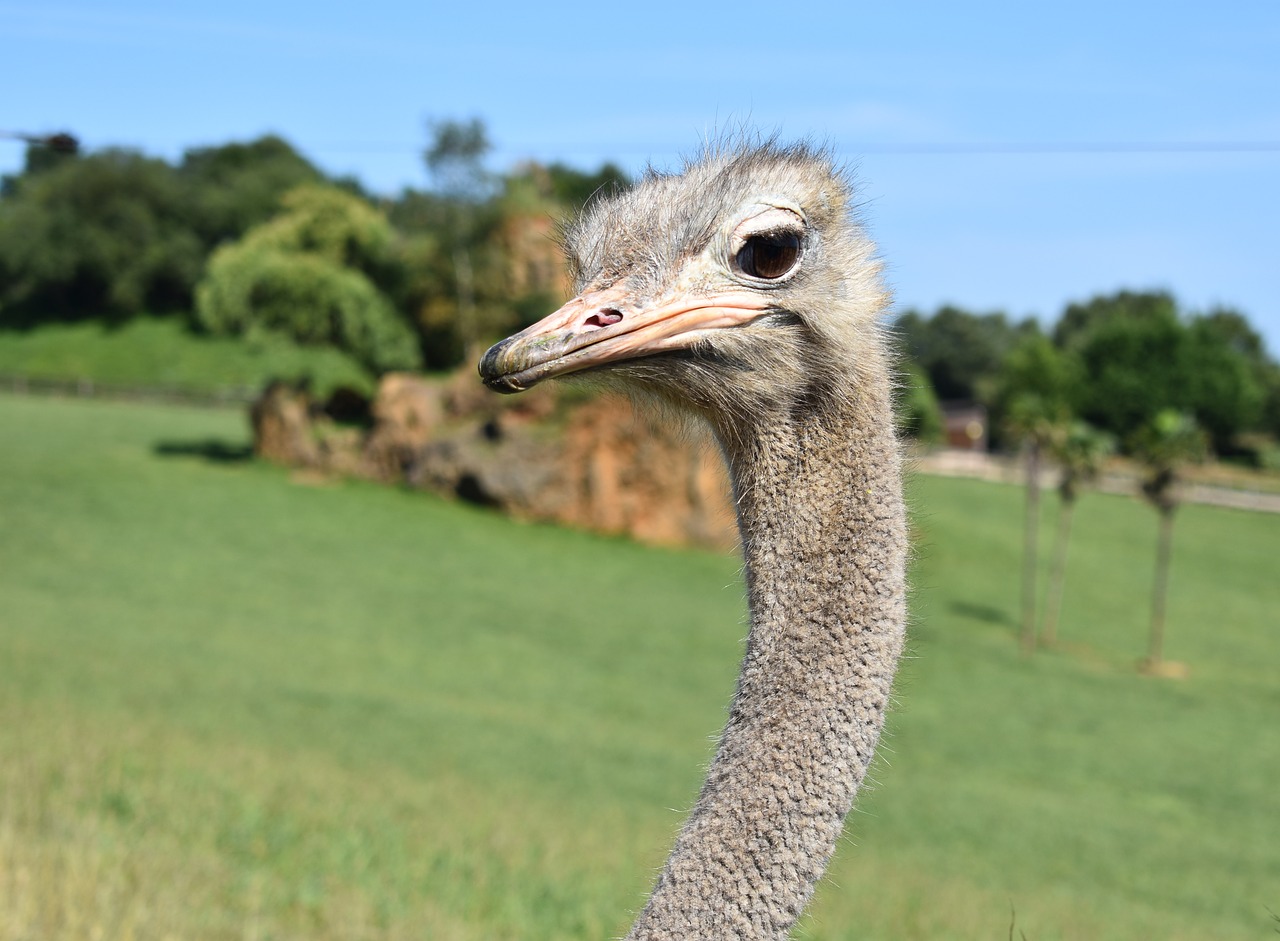 ostrich  animal  animals free photo
