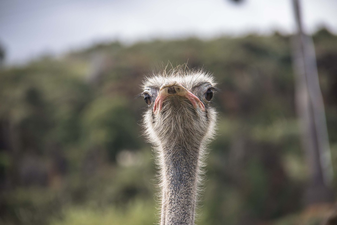 ostrich  portrait  animals free photo