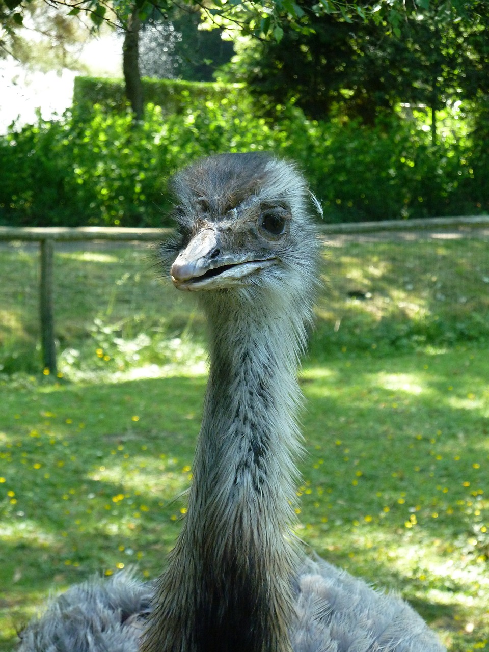 ostrich zoo nature free photo
