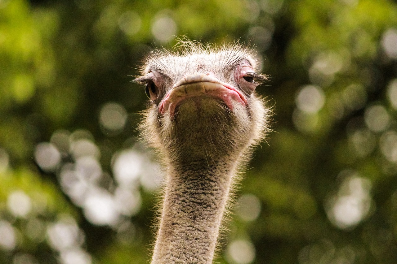 ostrich  bird  beak free photo