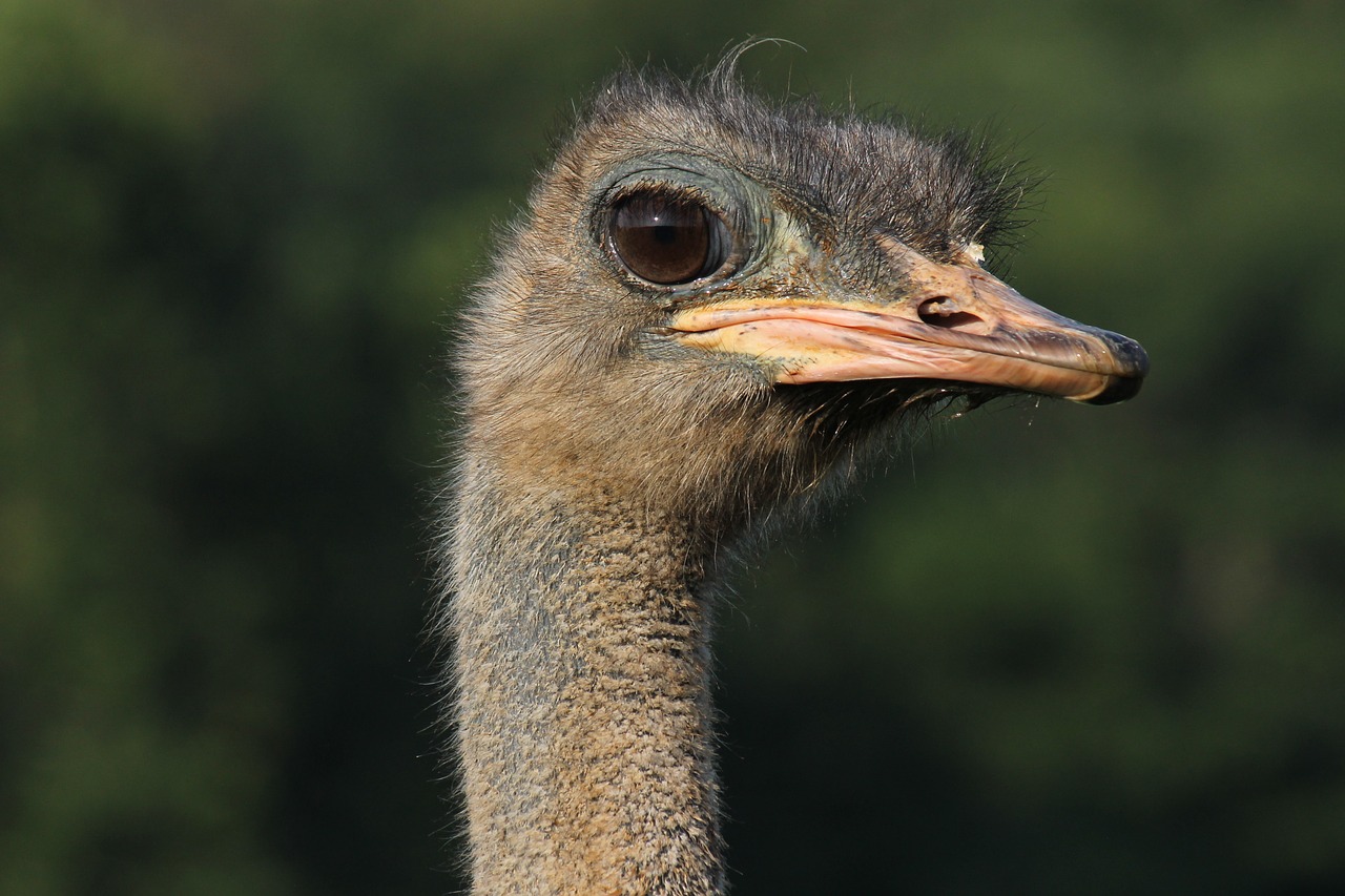 ostrich  animal  beak free photo
