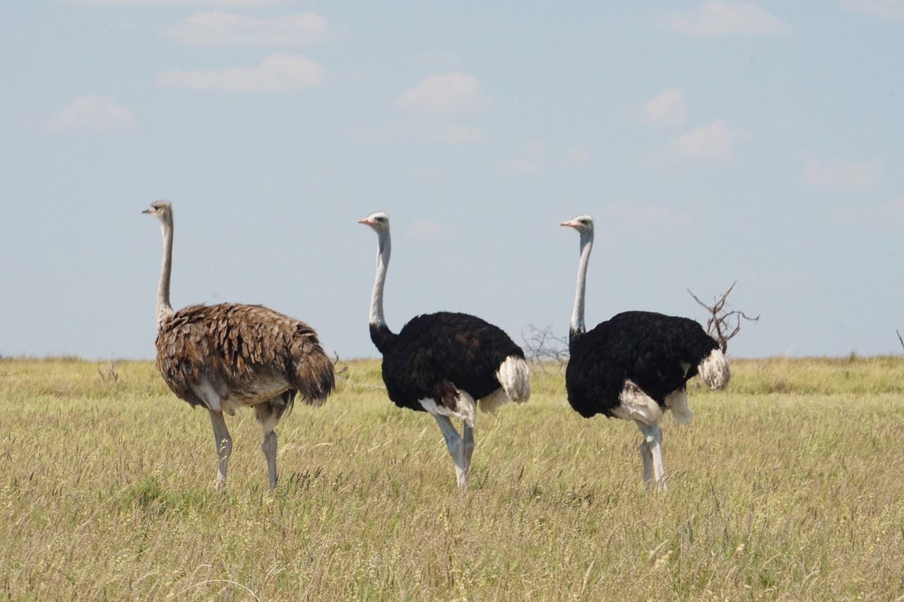 ostrich  wild  wildlife free photo