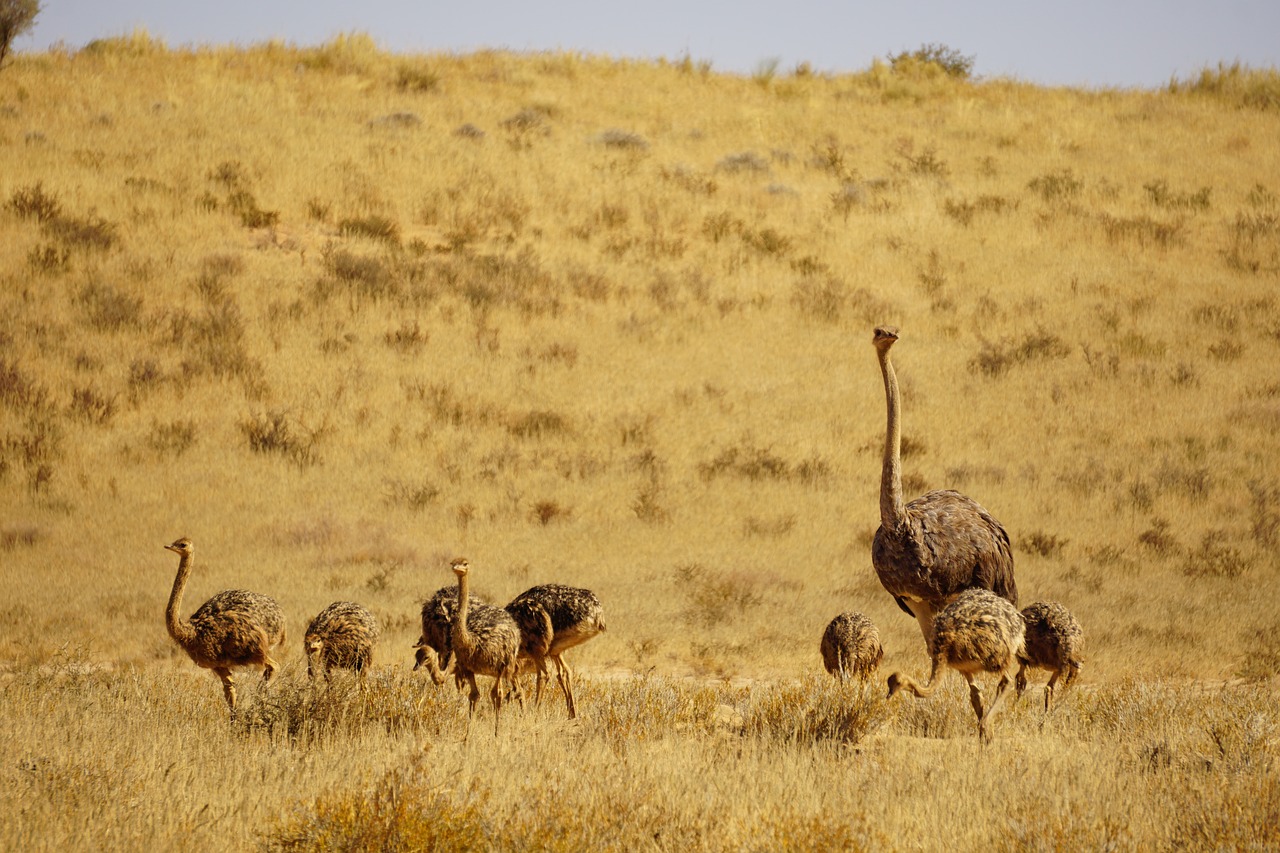 ostrich  babies  bird free photo