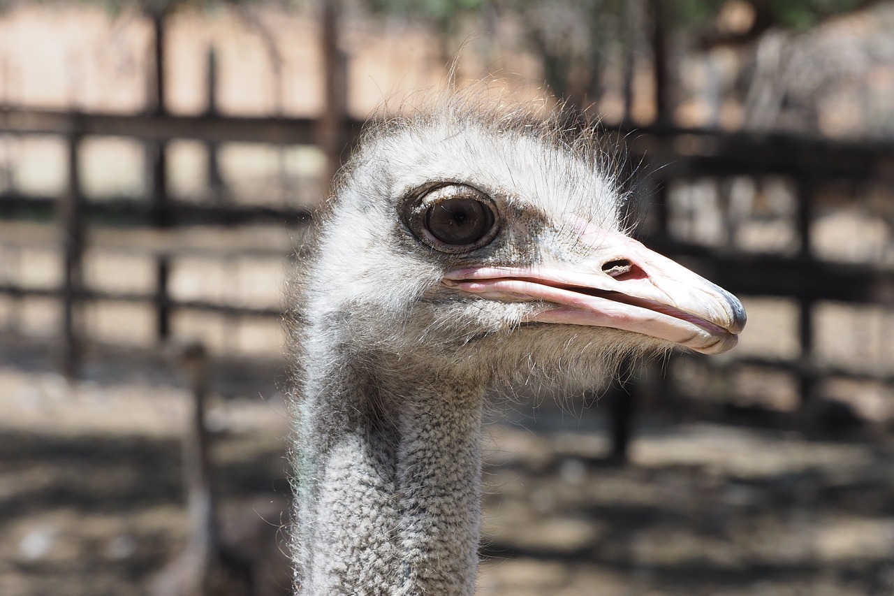 ostrich  south africa  strauss free photo