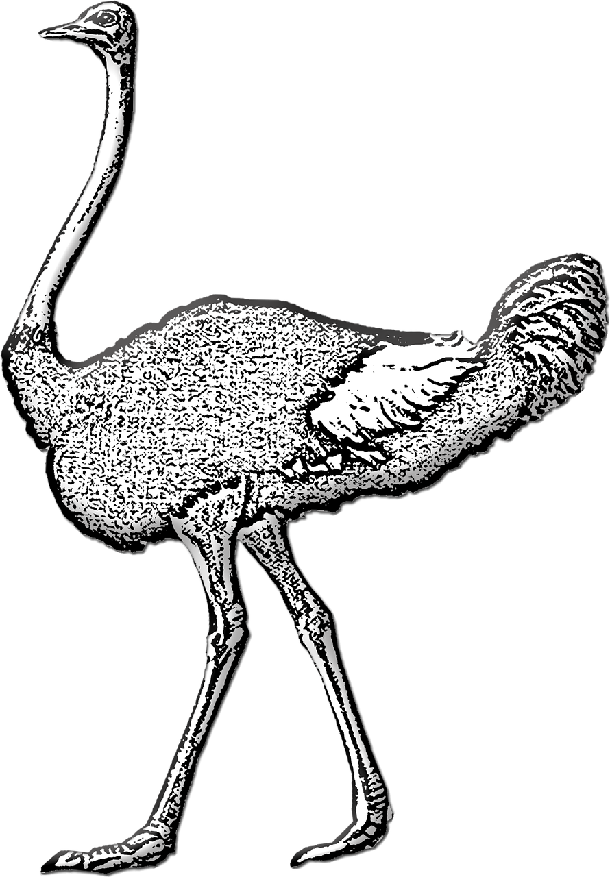 ostrich  wild bird  bird free photo