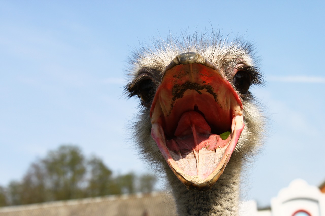 ostrich  nervous system  beak free photo