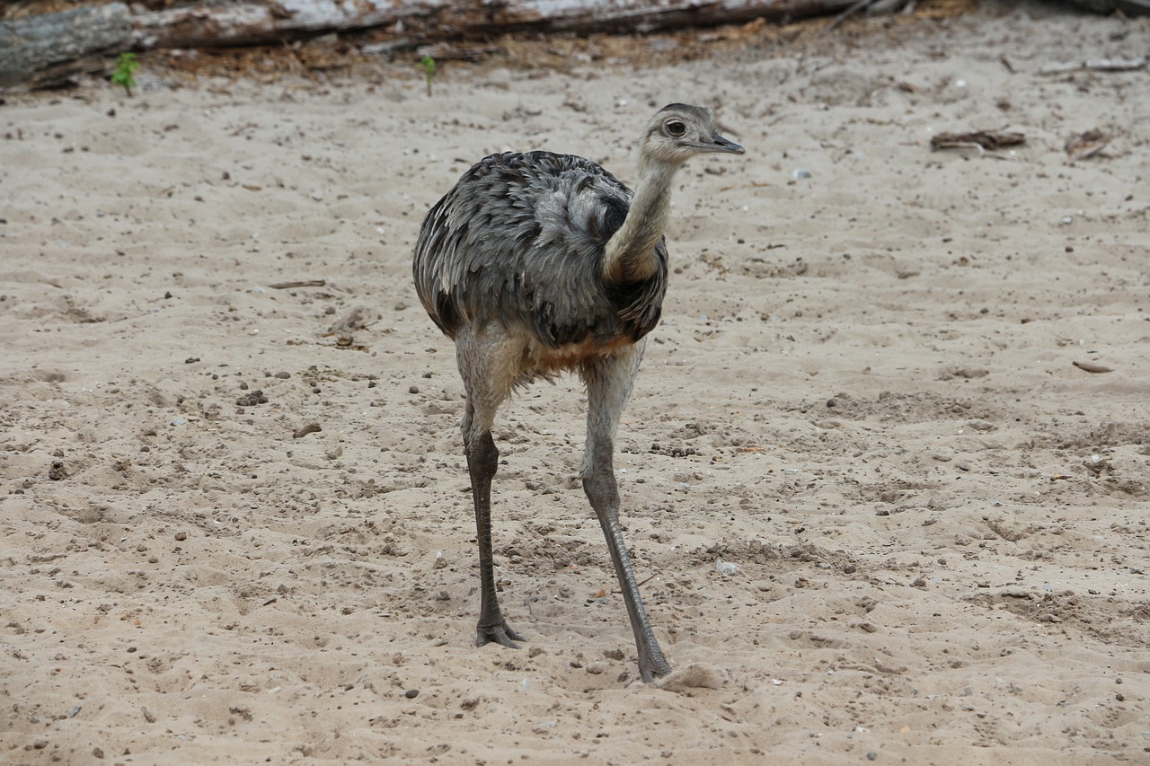 ostrich  zoo  bird free photo