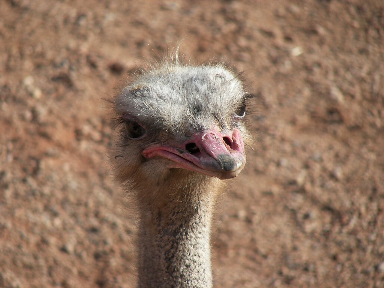 ostrich animal zoo free photo