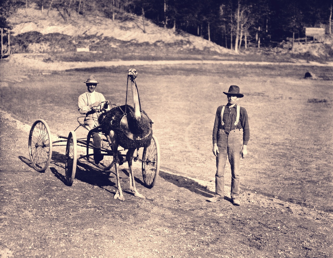 ostrich racing harness race free photo