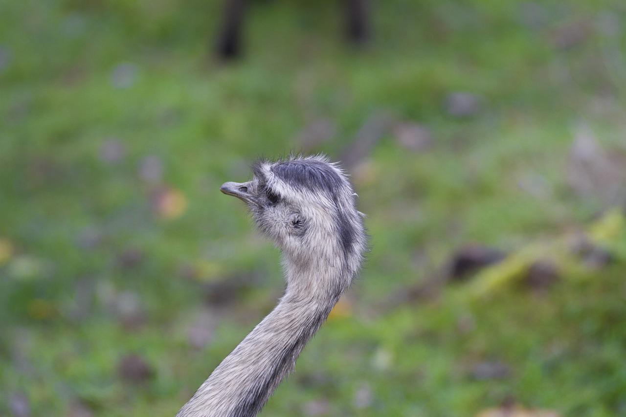 ostrich rhea bird flightless bird free photo