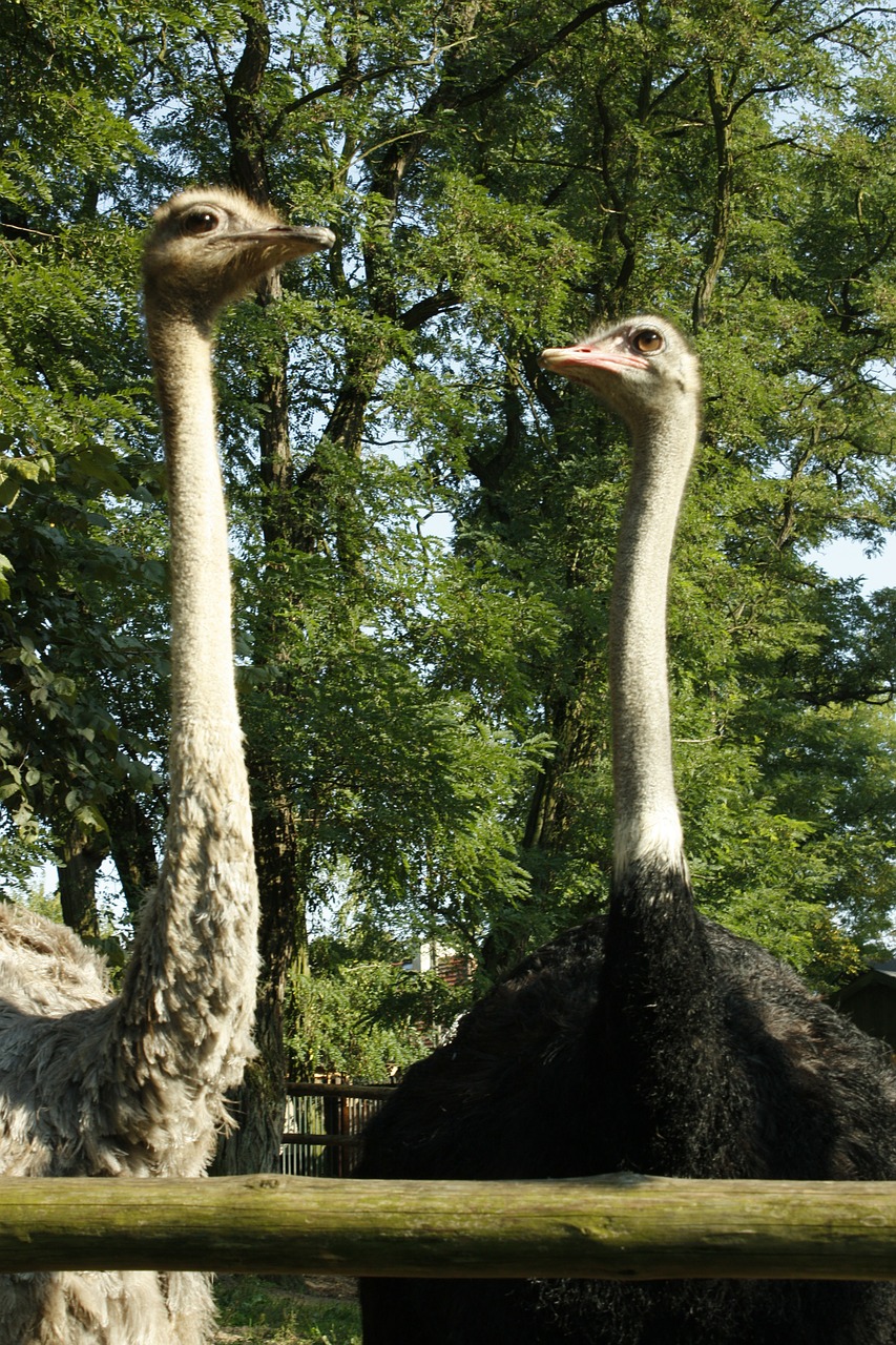 ostrich bird animals free photo