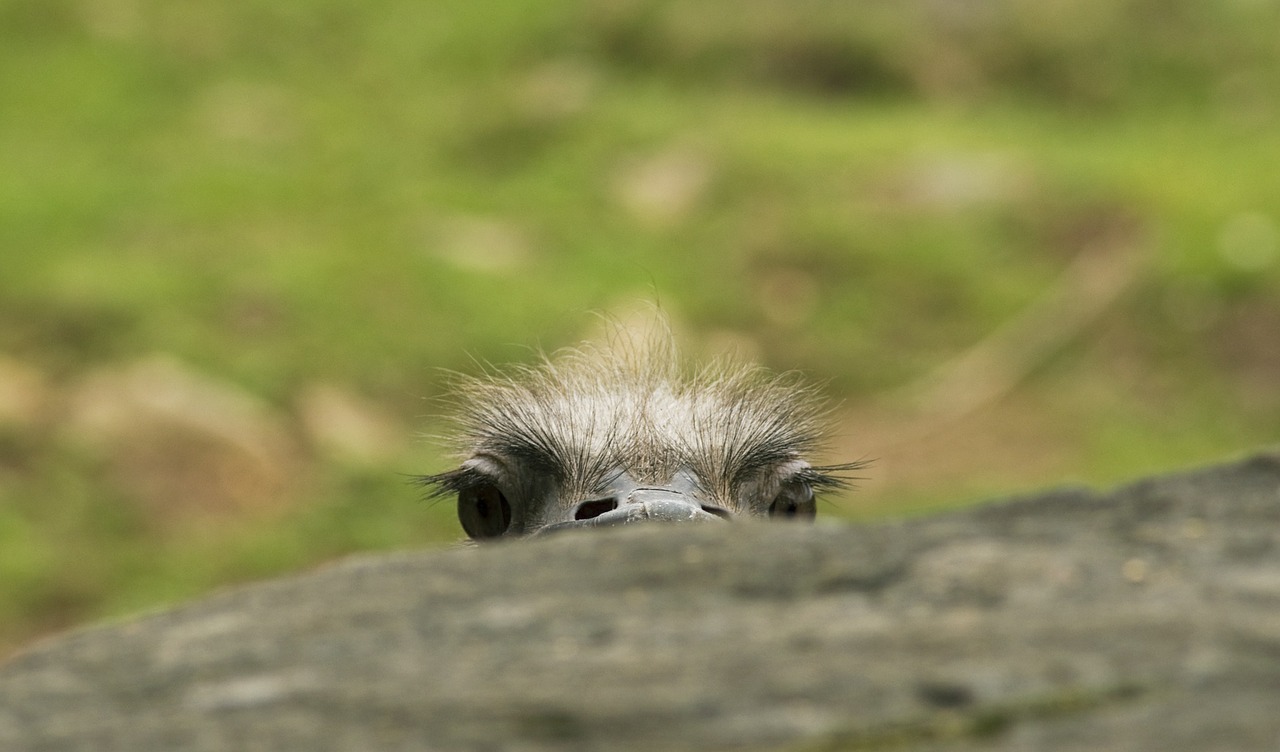 ostrich peek eyes free photo