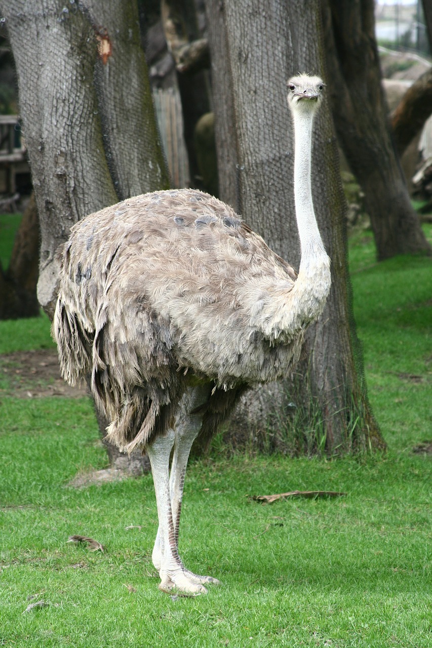 ostrich female bird free photo