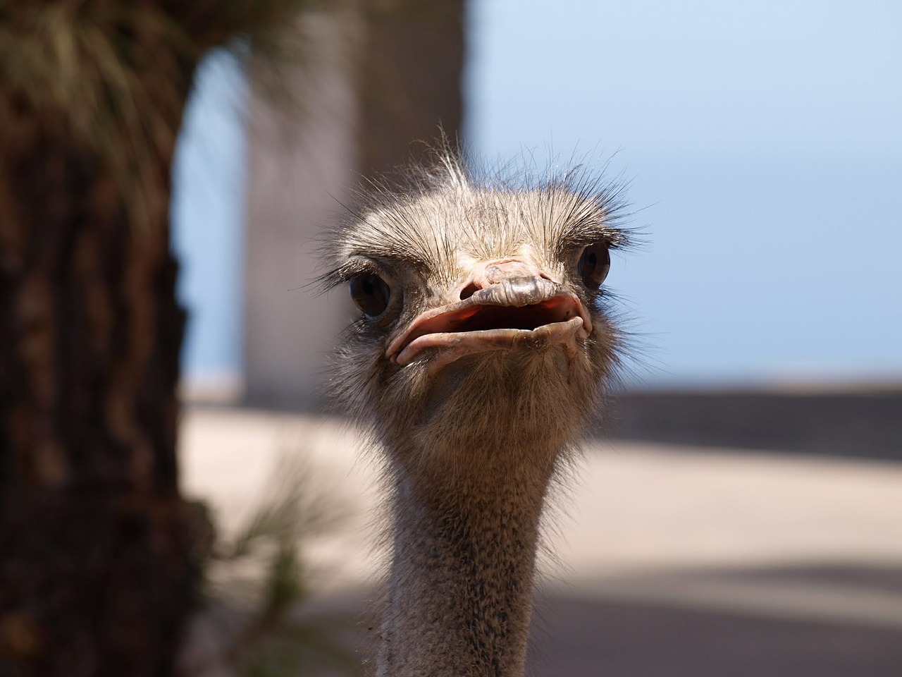 ostrich ave animal world free photo