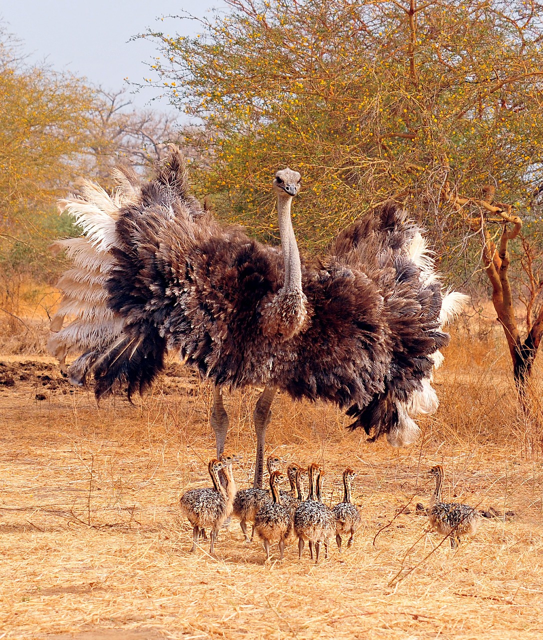 ostrich bird clutch free photo