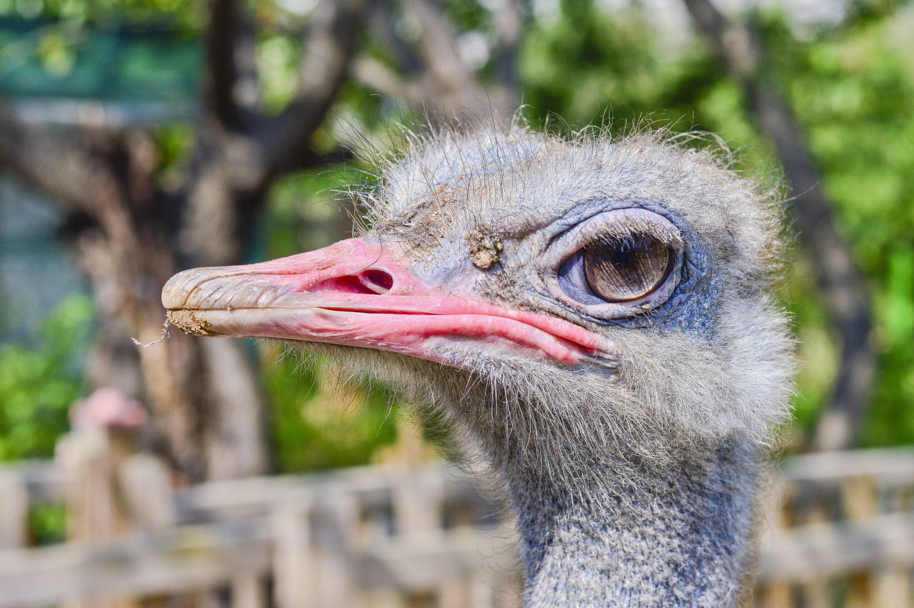 ostrich zoo new free photo