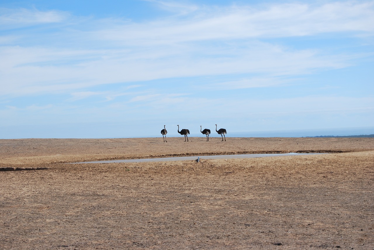 ostrich south africa watering place free photo