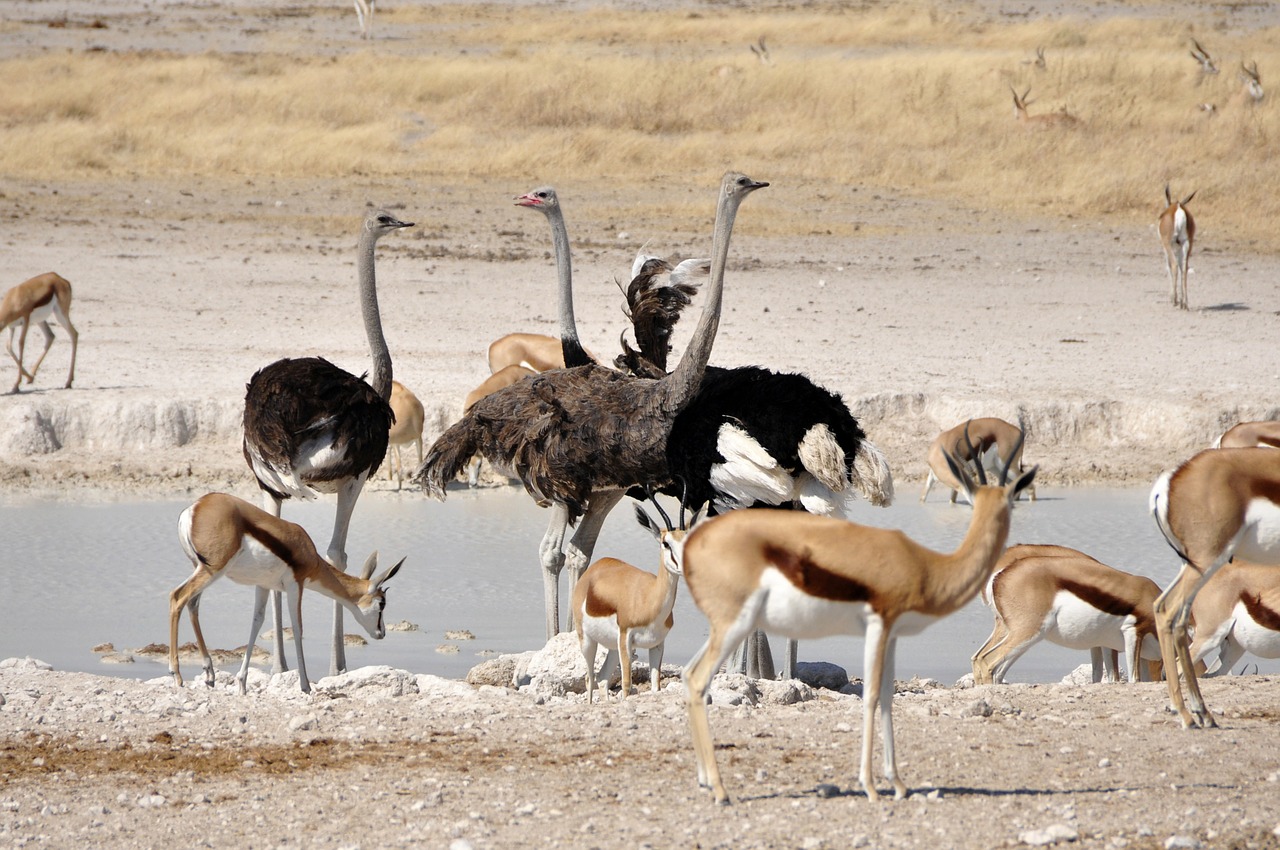 ostrich birds flightless bird free photo