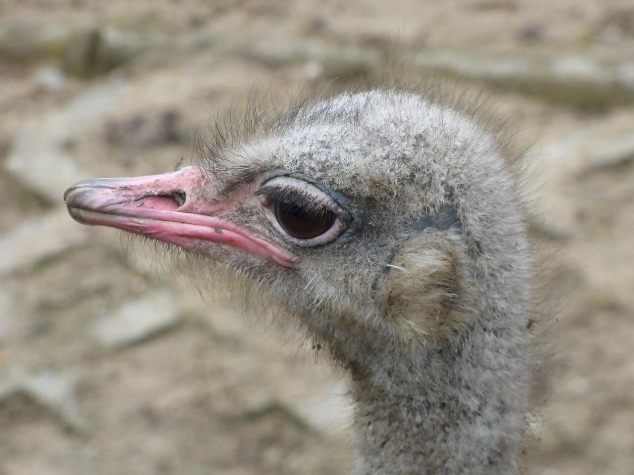 ostrich animal the head of the free photo