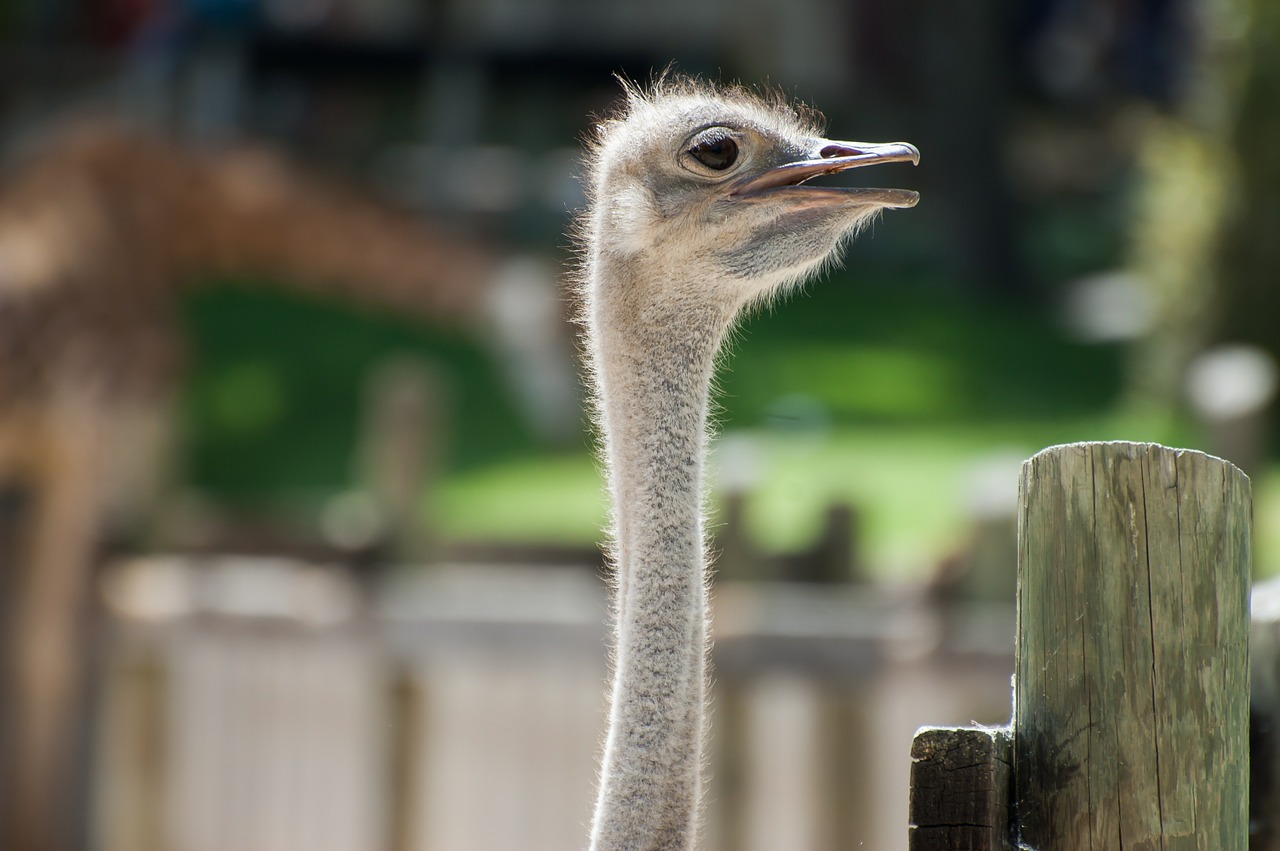 ostrich animal animals free photo