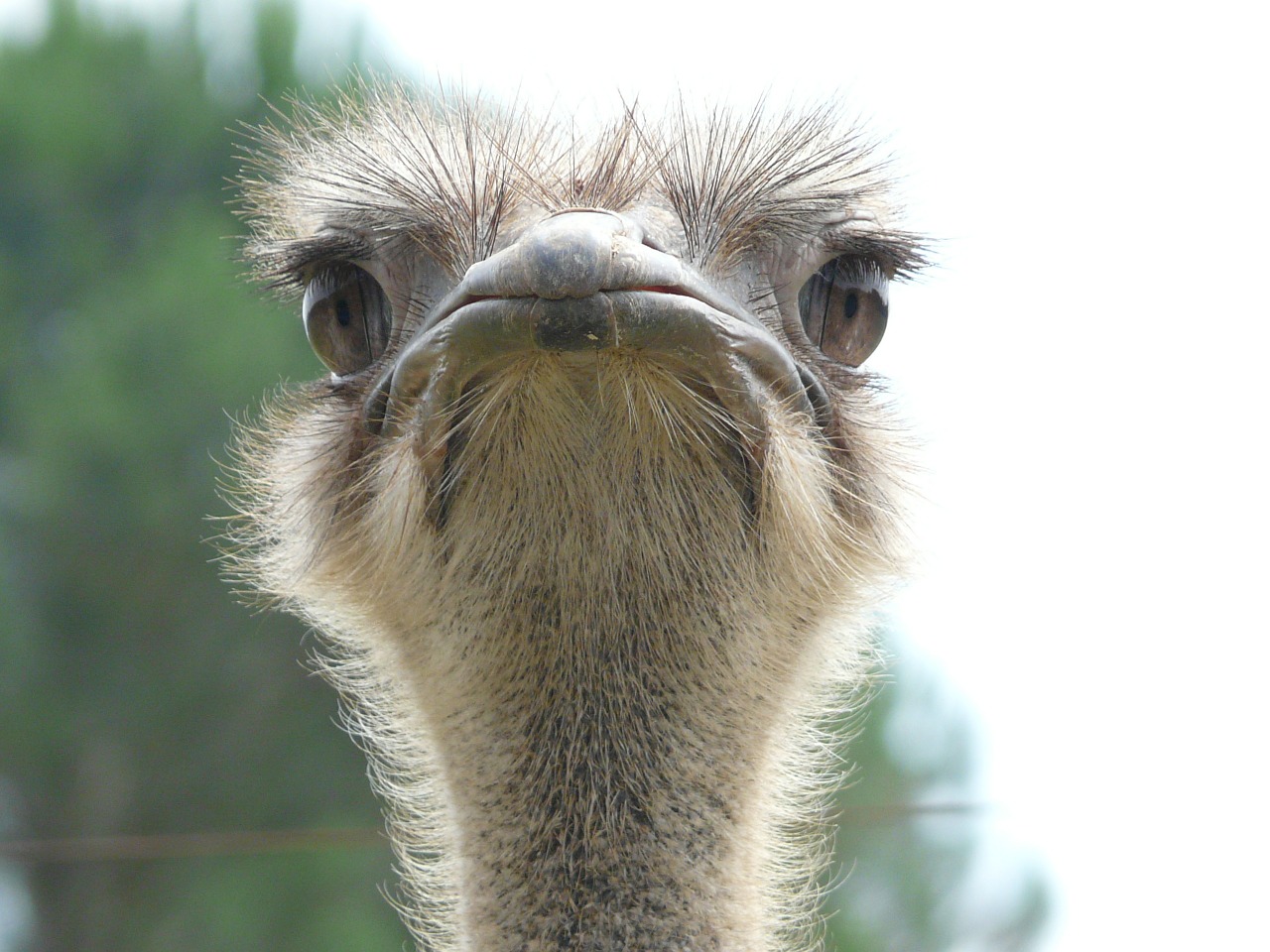ostrich animal world look free photo