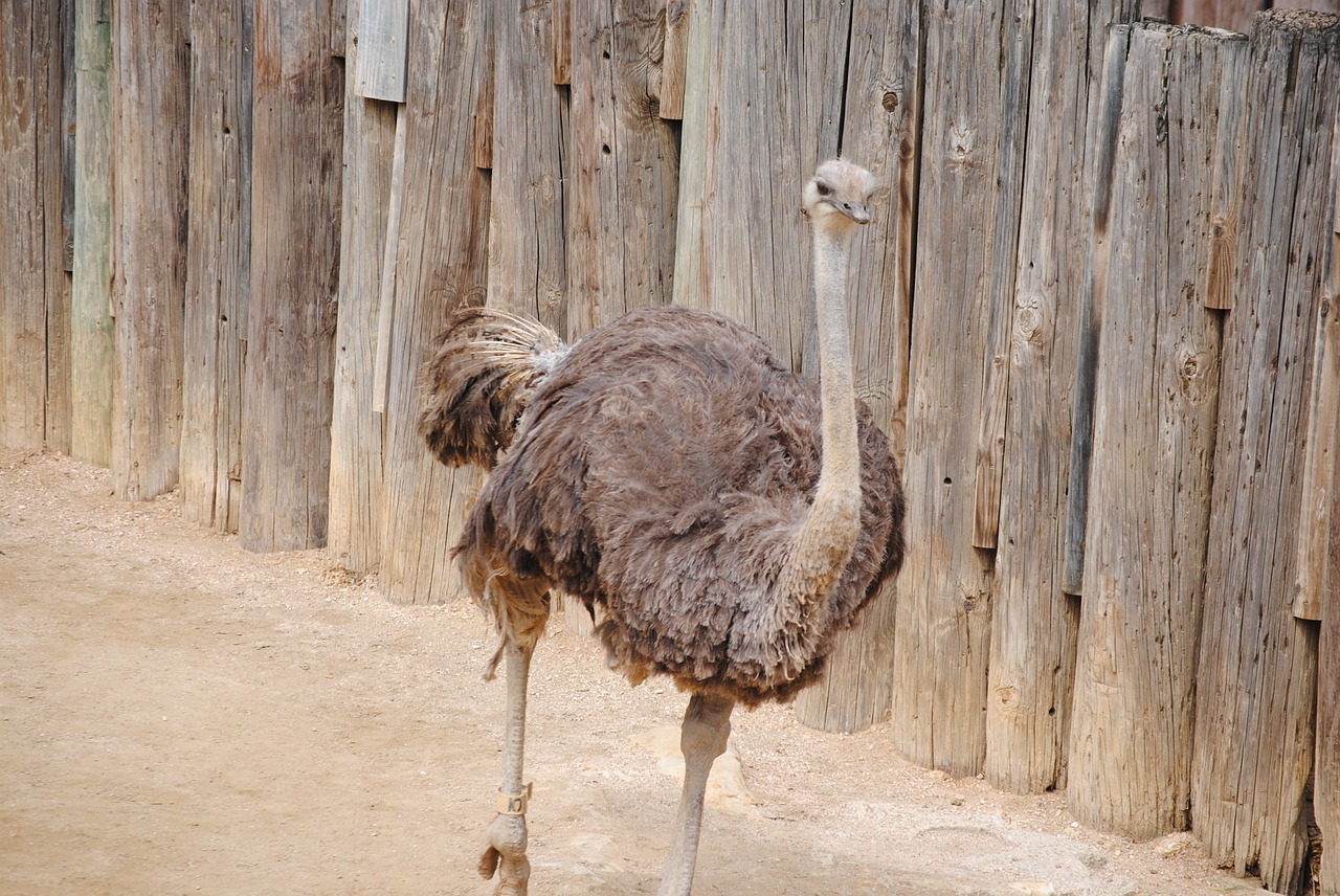 ostrich giant bird bird free photo